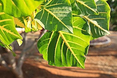 EA确认会继续投资《星球大战绝地：陨落的武士团》系列